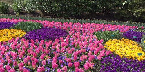 Ces magnifiques premières fleurs