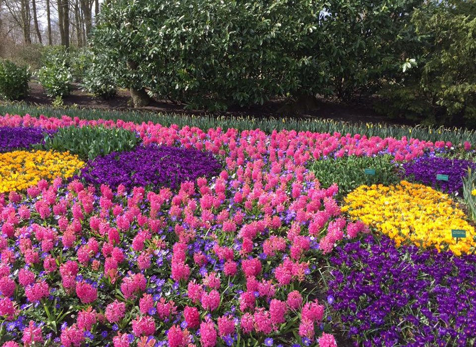 Ces magnifiques premières fleurs