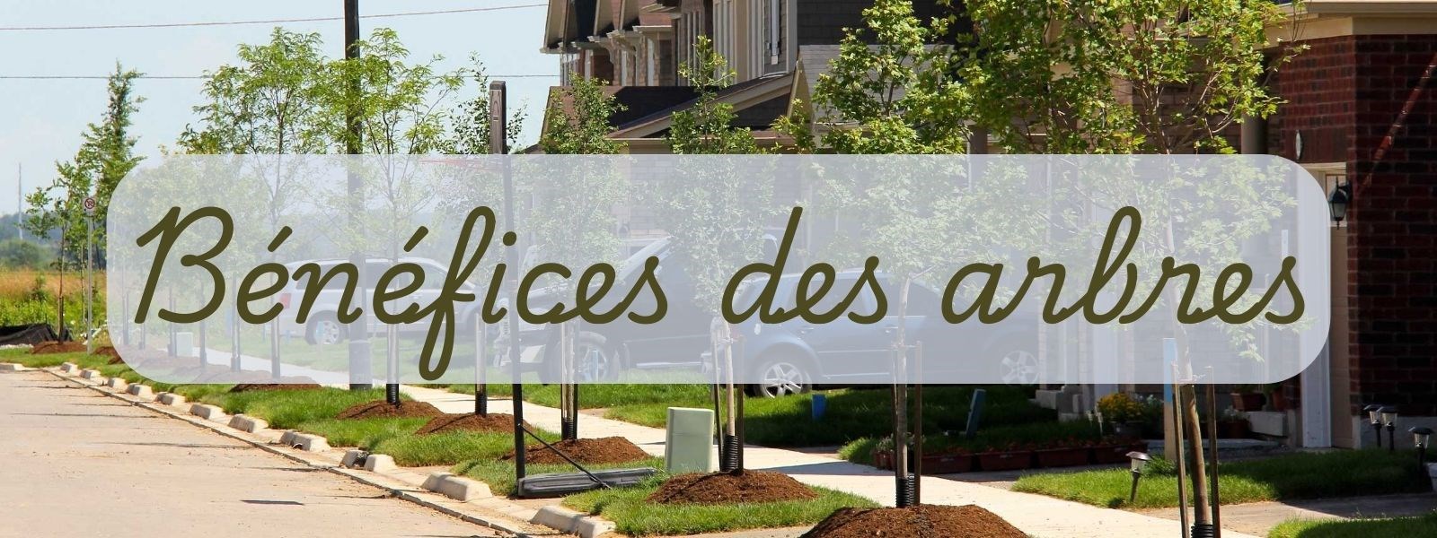 La plantation d’arbres et ses nombreux bénéfices