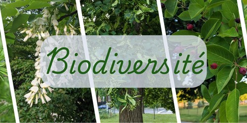 Foresterie urbaine : un défi qualitatif