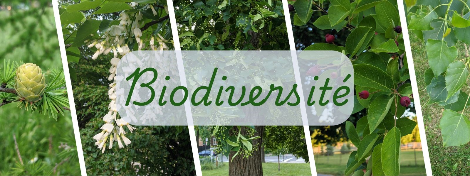 Foresterie urbaine : un défi qualitatif