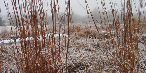 Protection hivernale des arbustes et des vivaces 2/5