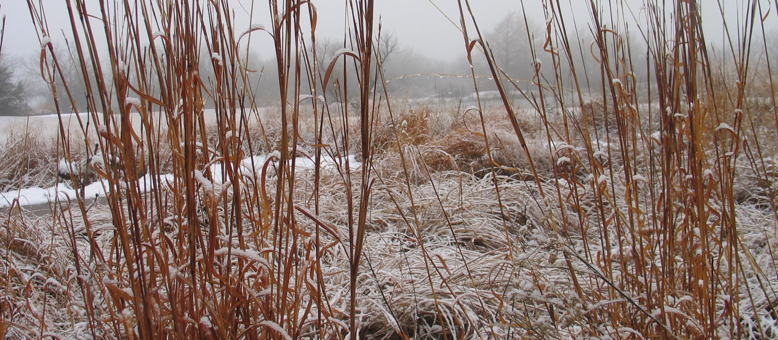 Protection hivernale 1/5