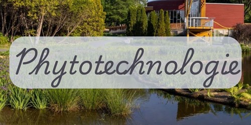 Phytotechnologie : les végétaux sont des solutions à la qualité de l'environnement