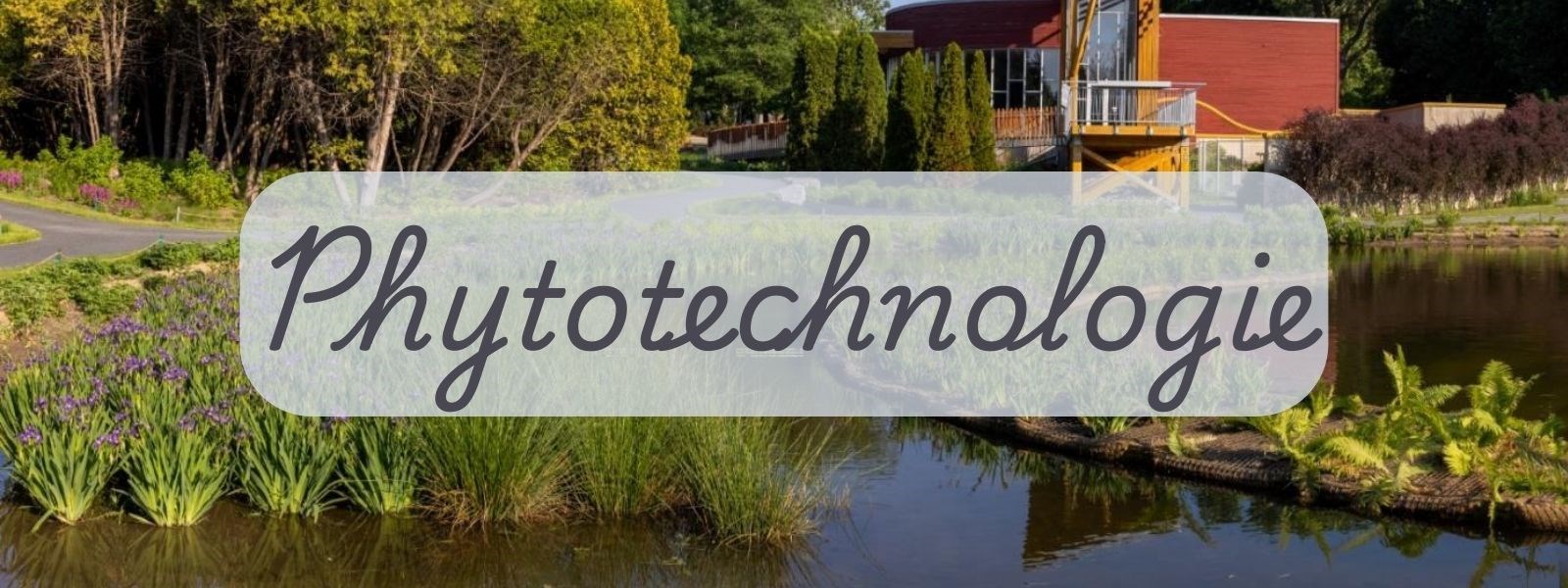 Phytotechnologie : les végétaux sont des solutions à la qualité de l'environnement