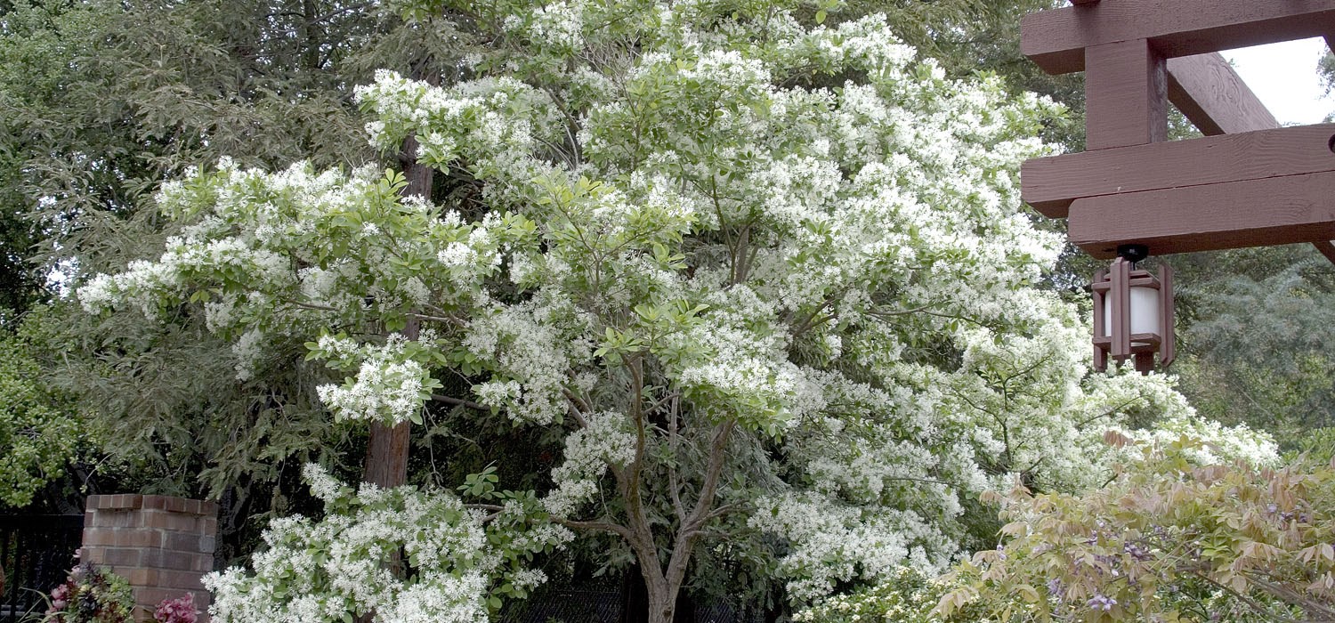 Arbres d'intérêt ou intérêt de l'arbre !